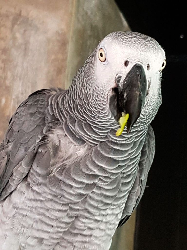 "GUMERSINDO", a red-tailed grey parrot