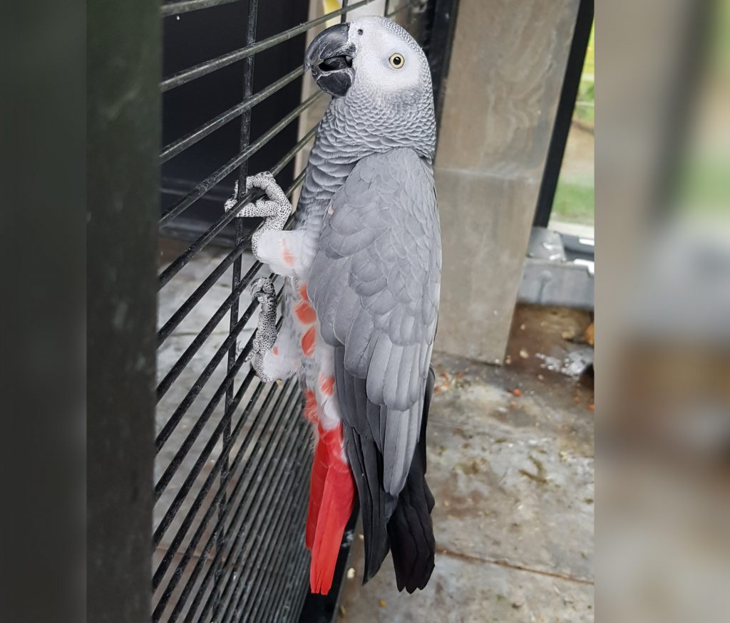 "HOGEI", a red-tailed grey parrot